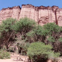 A lot of vegetation on the ground of the canyon